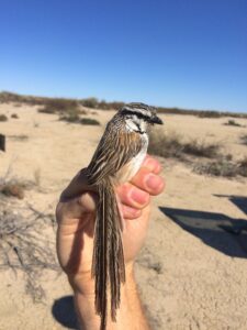 Grey Grasswren