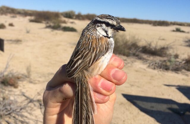 Grey Grasswren