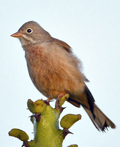 Grey-necked Bunting
