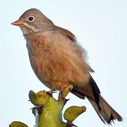 Grey-necked Bunting