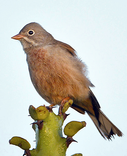 Grey-necked Bunting