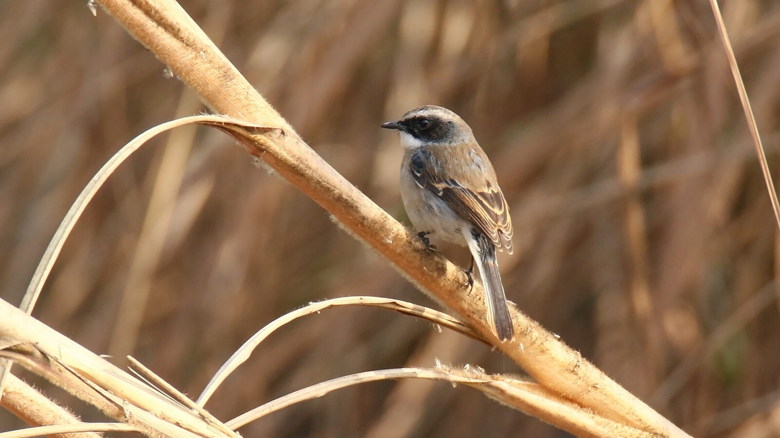 Grey Bush Chat
