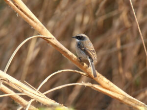 Grey Bush Chat