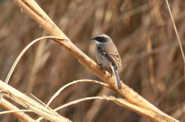Grey Bush Chat