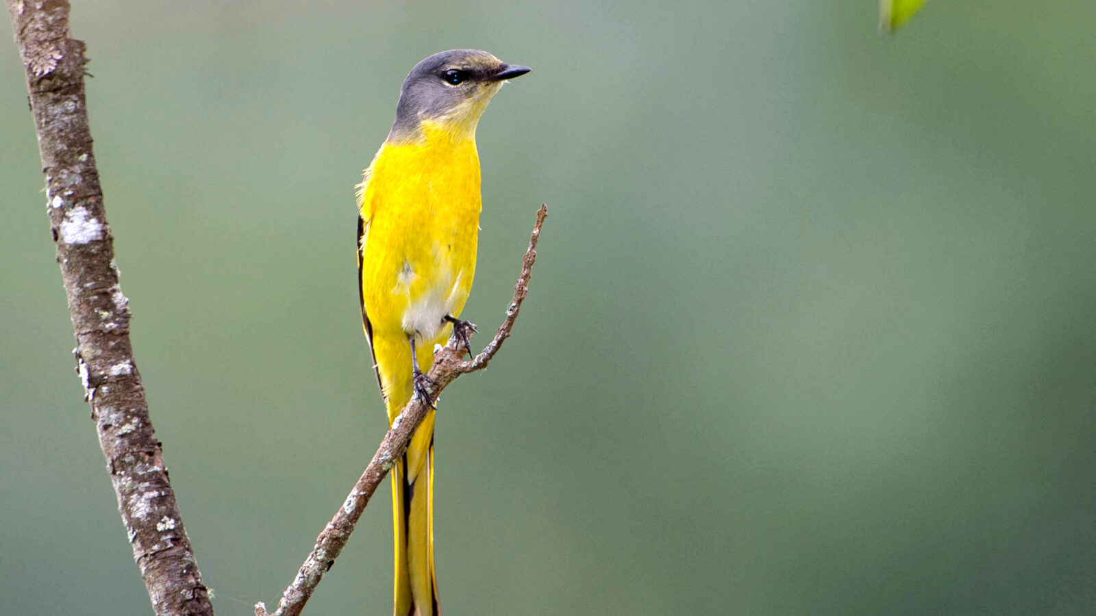 Grey-chinned Minivet