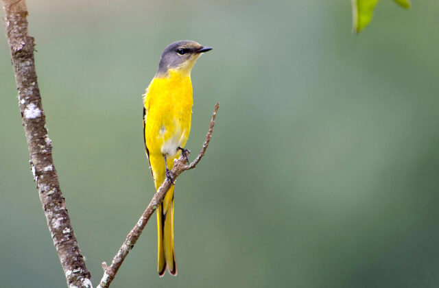 Grey-chinned Minivet