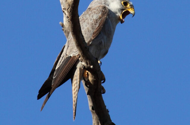 Grey Falcon