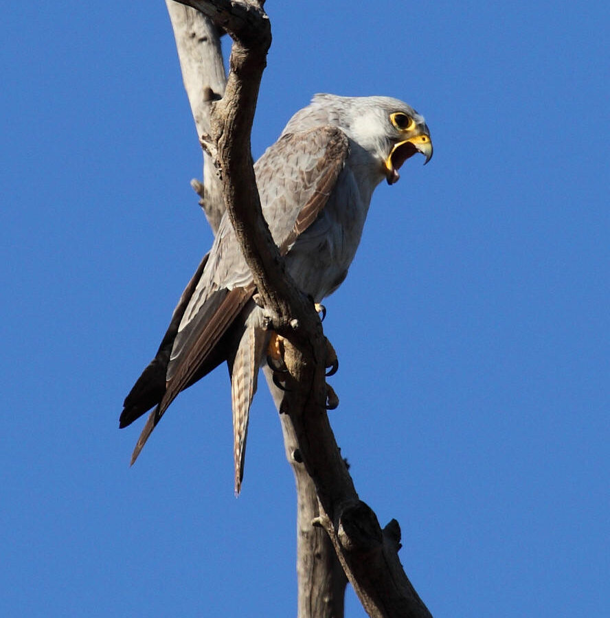 Grey Falcon