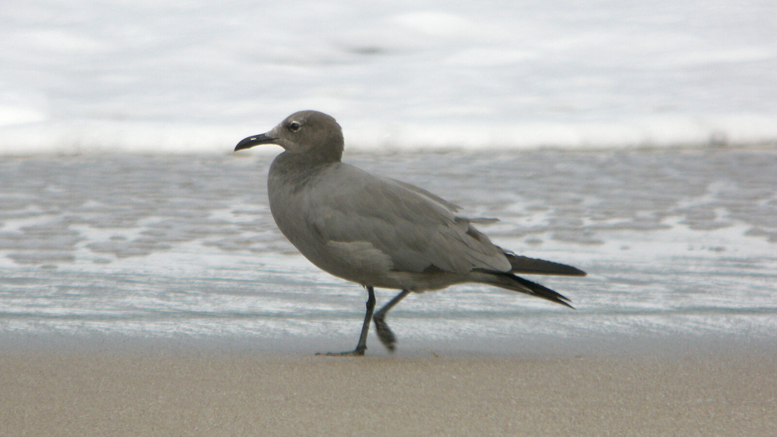 Grey Gull