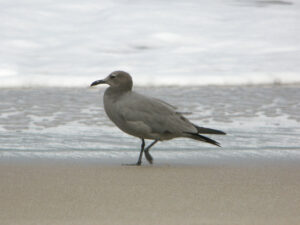 Grey Gull