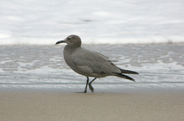 Grey Gull