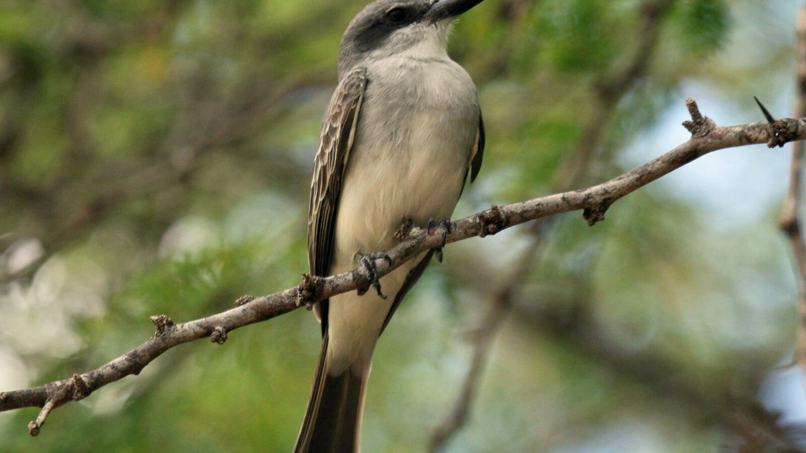 Grey Kingbird