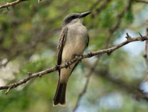 Grey Kingbird