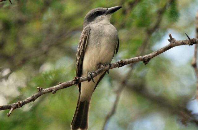 Grey Kingbird