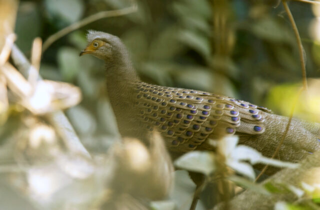 Grey Peacock-Pheasant