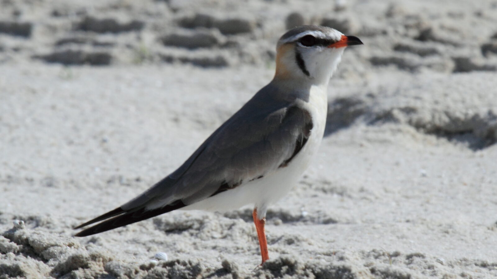 Grey Pratincole