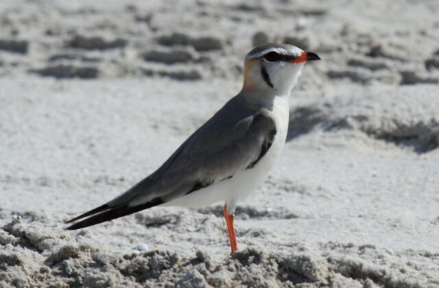 Grey Pratincole