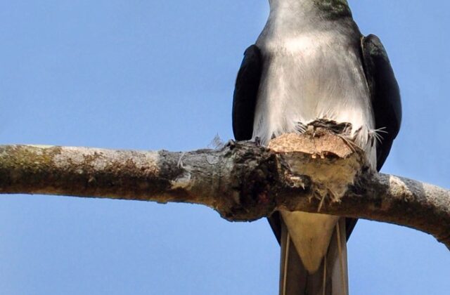 Grey-rumped Treeswift