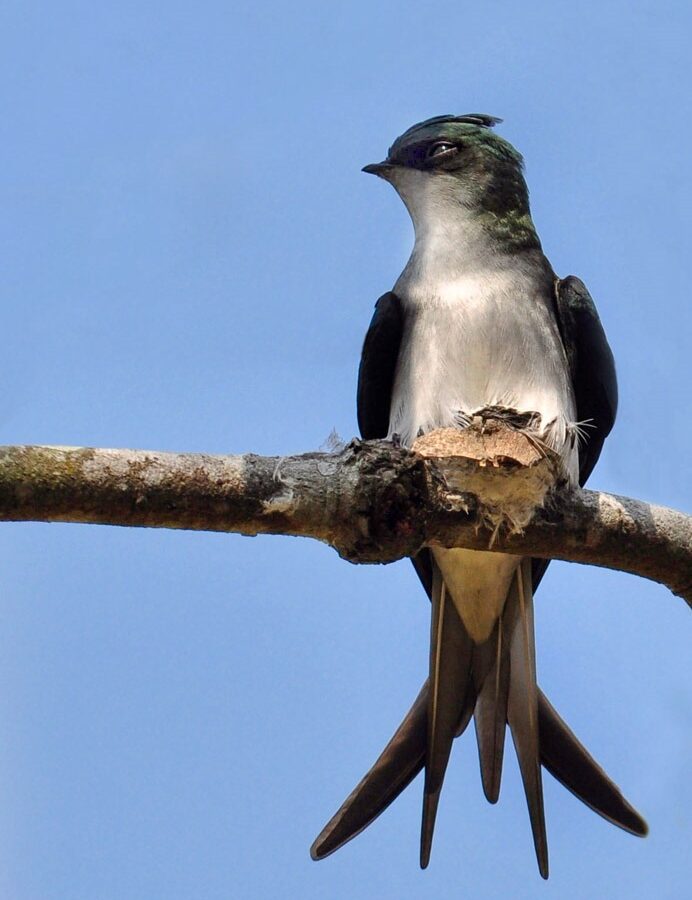 Grey-rumped Treeswift