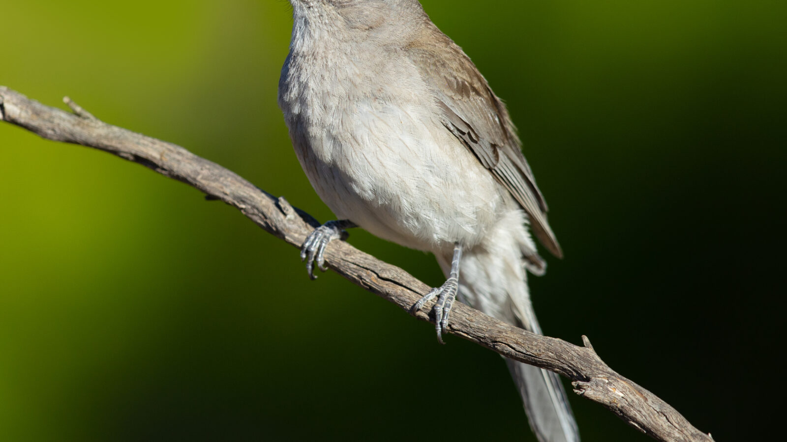Grey Shrikethrush
