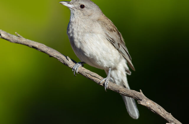 Grey Shrikethrush