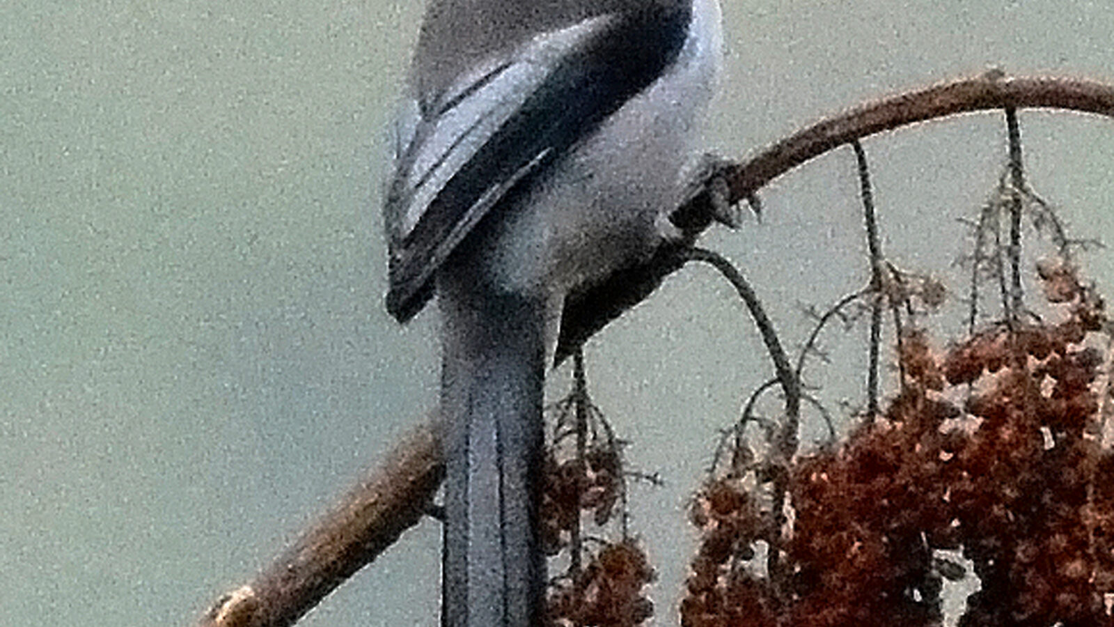 Grey Sibia