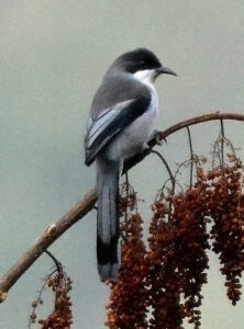 Grey Sibia