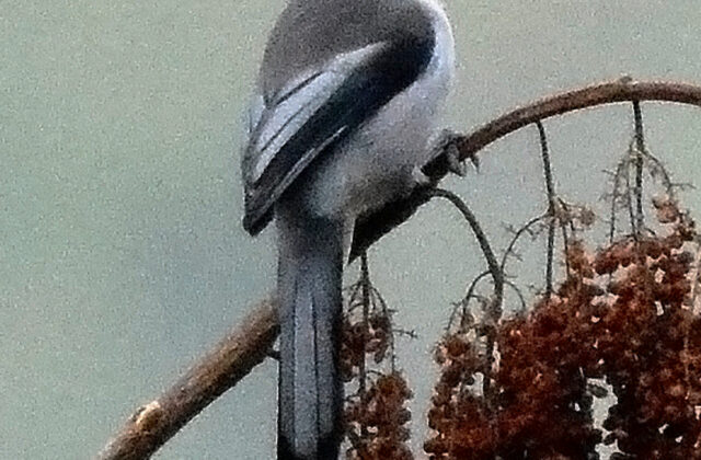 Grey Sibia