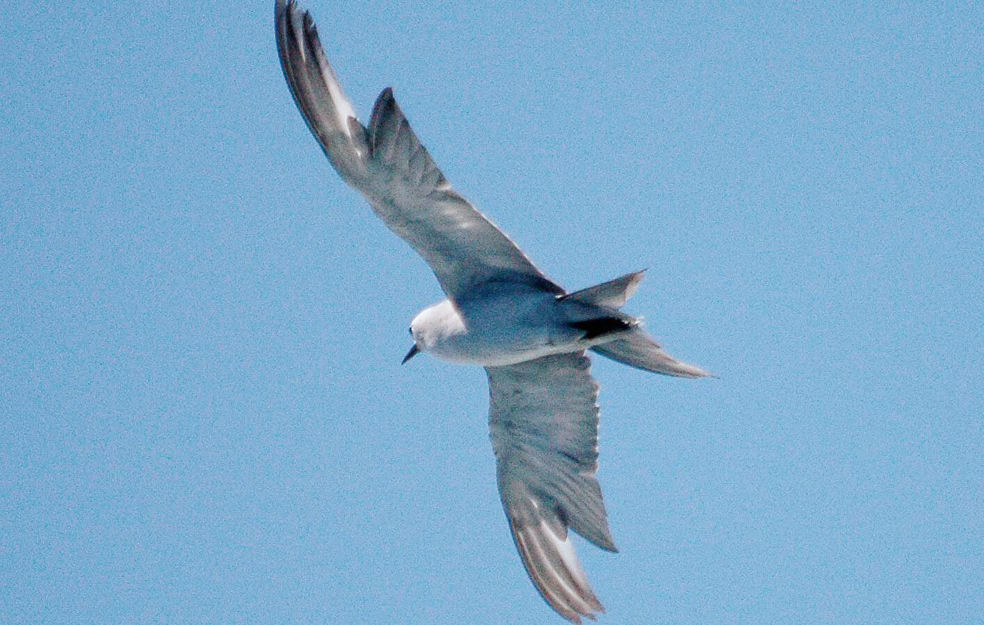 Grey Noddy