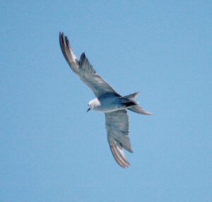 Grey Noddy