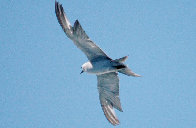 Grey Noddy