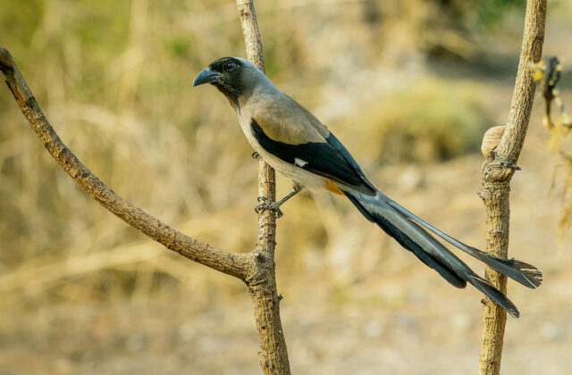 Grey Treepie