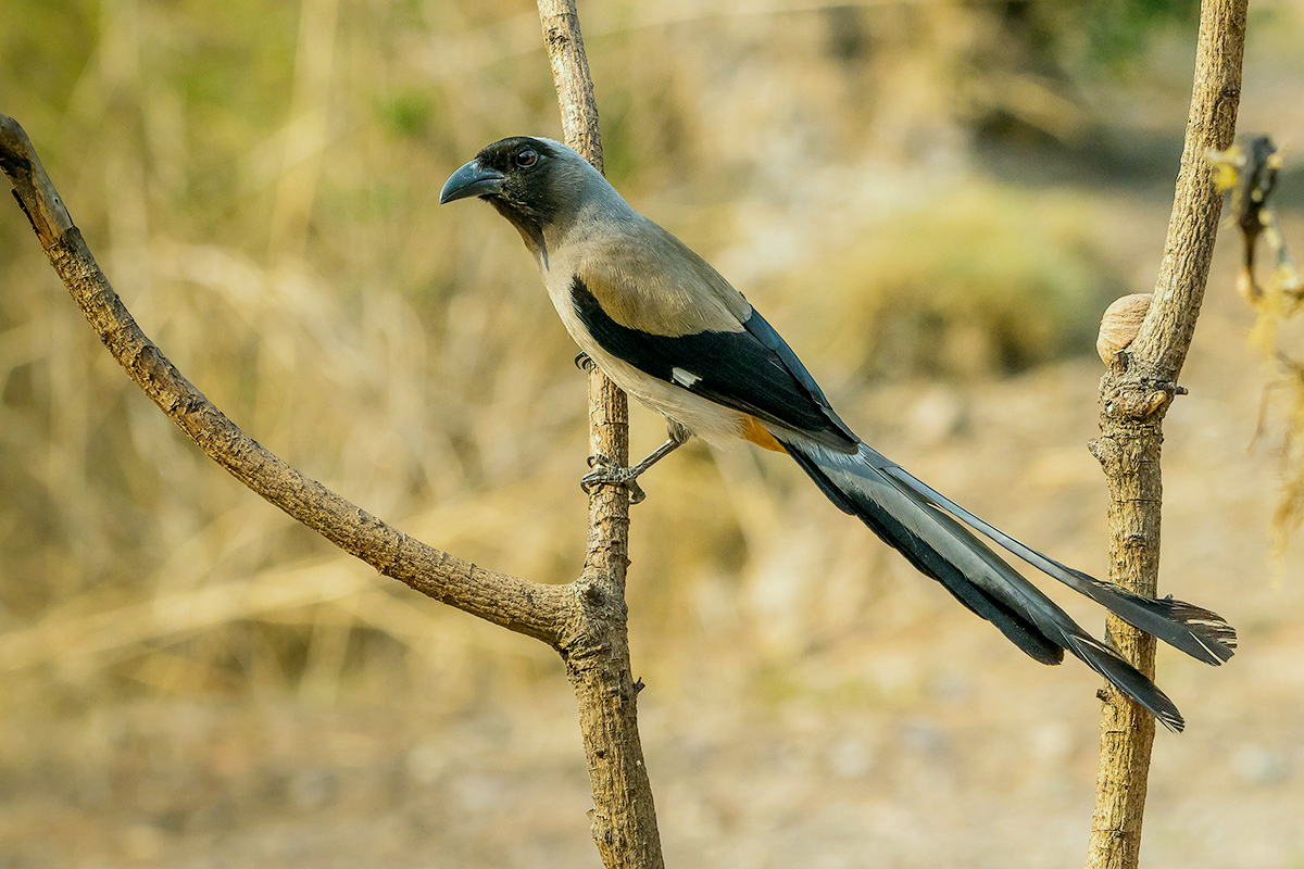 Grey Treepie