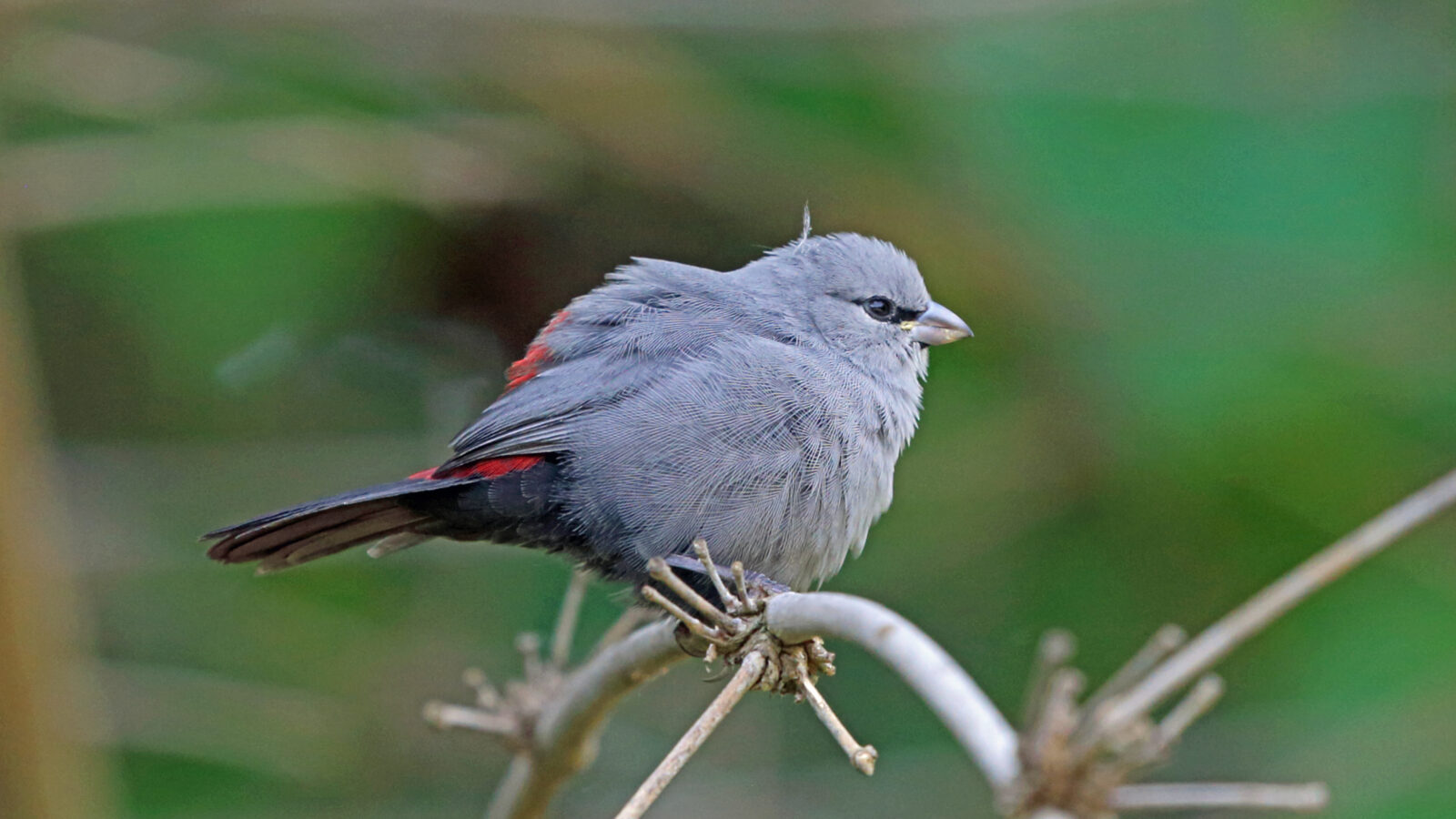 Grey Waxbill