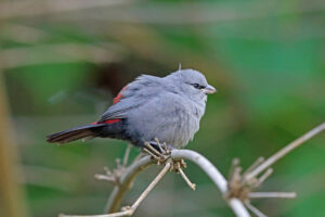 Grey Waxbill