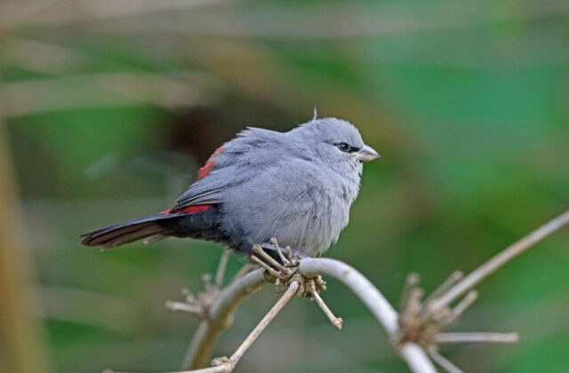 Grey Waxbill