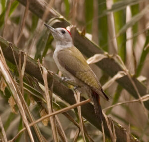 African Grey Woodpecker