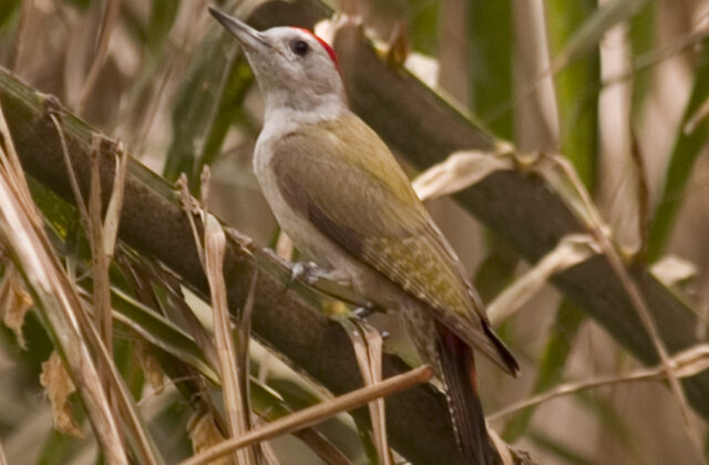 African Grey Woodpecker