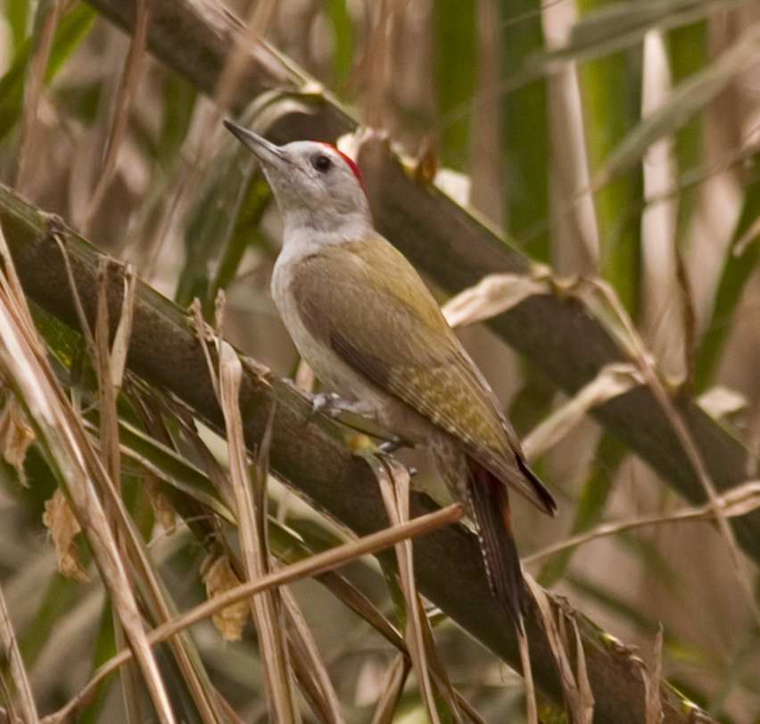 African Grey Woodpecker