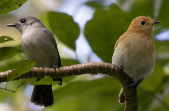 Rarotonga Monarch