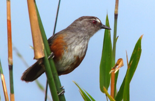 Ashambu Laughingthrush