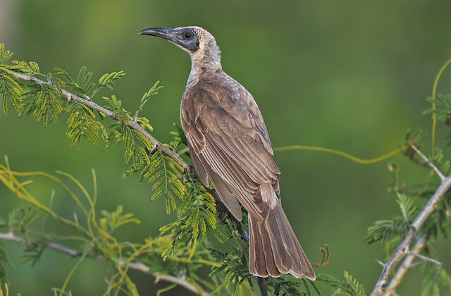 Grey Friarbird