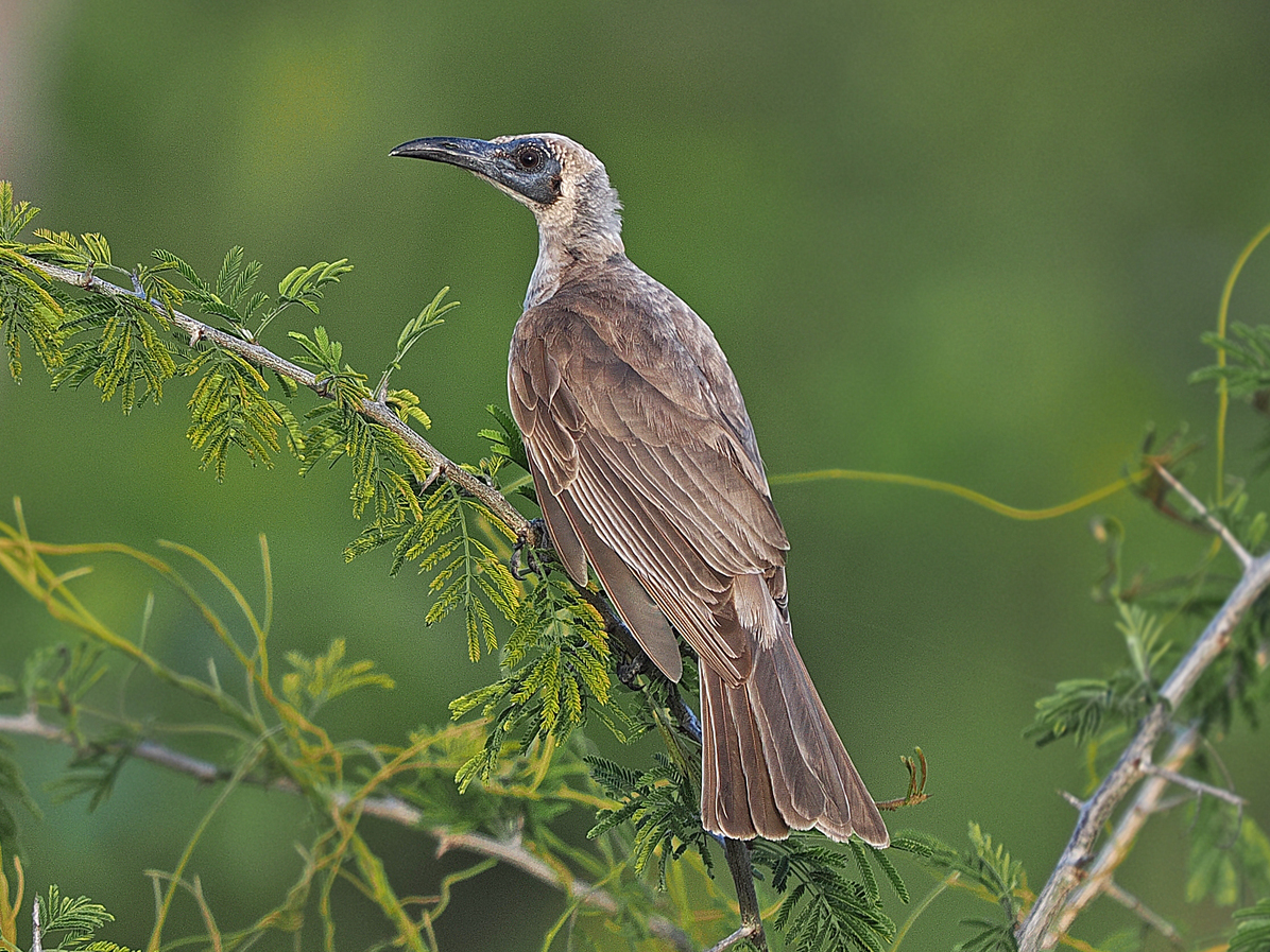 Grey Friarbird