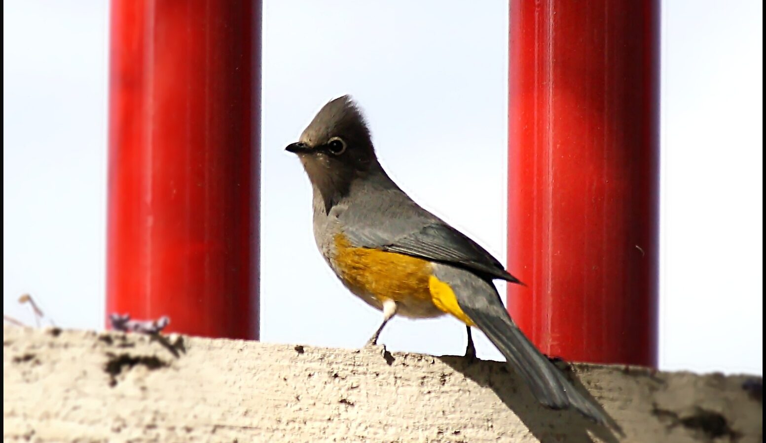 Grey Silky-flycatcher