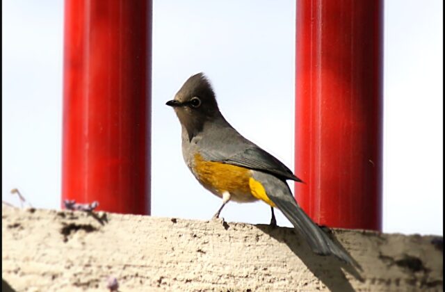 Grey Silky-flycatcher