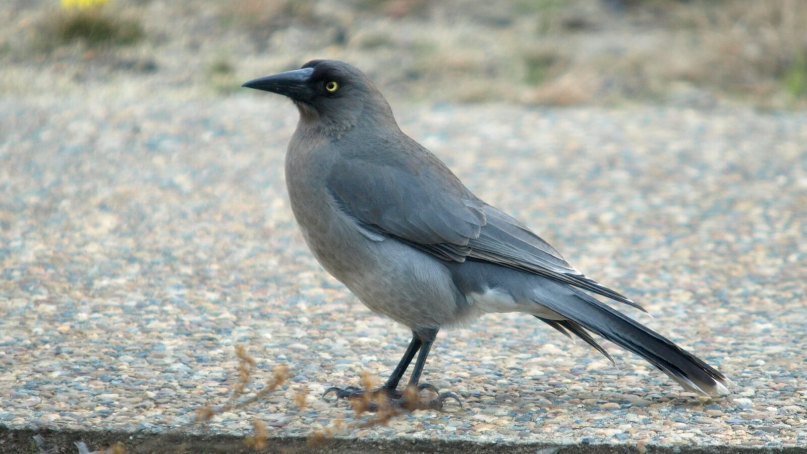 Grey Currawong
