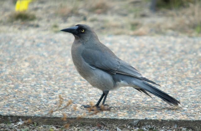 Grey Currawong