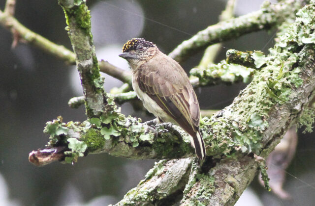 Greyish Piculet