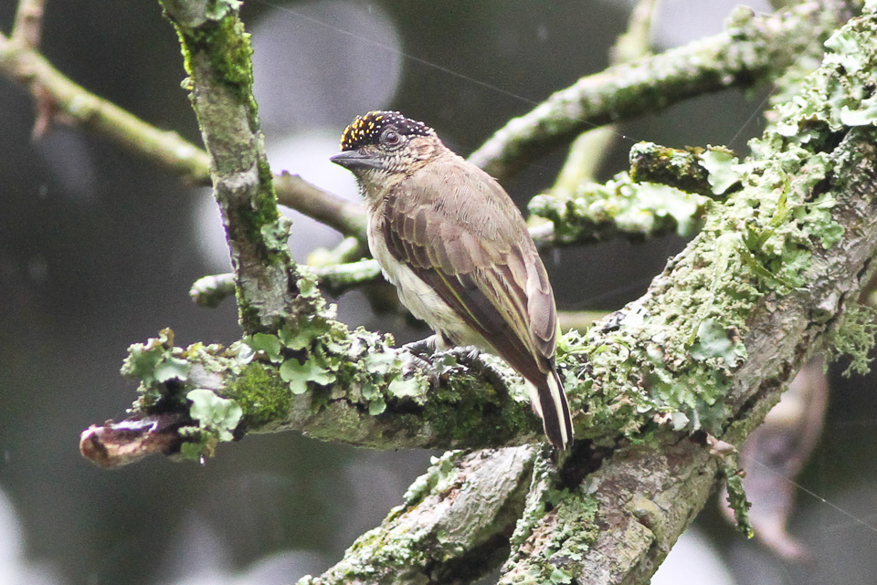 Greyish Piculet