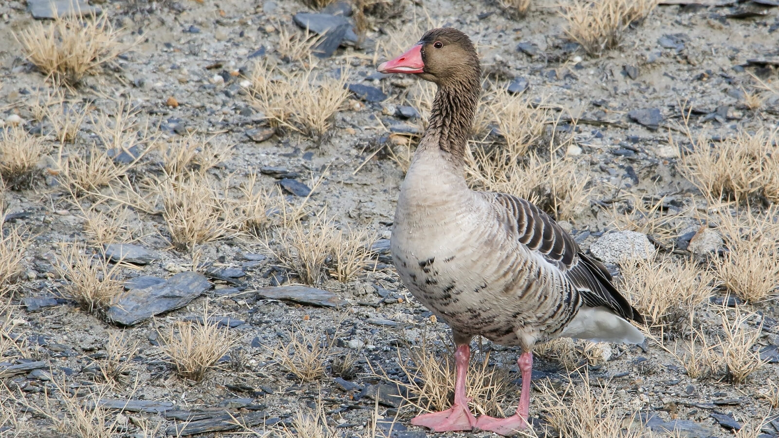 Greylag Goose